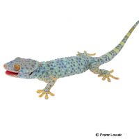 Tokay Gecko-Blue Yellow Granite (Gekko gecko)