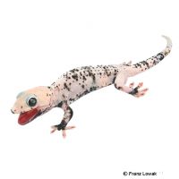 Tokay Gecko-Calico (Gekko gecko)
