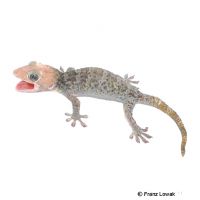 Tokay Gecko-Calico Granite (Gekko gecko)