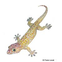 Tokay Gecko-Caramel (Gekko gecko)