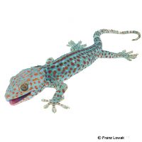 Tokay Gecko-Hypomelanistic (Gekko gecko)