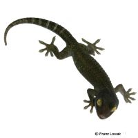 Tokay Gecko-Melanistic (Gekko gecko)