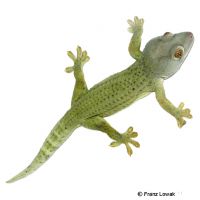 Tokay Gecko-Olive Patternless (Gekko gecko)