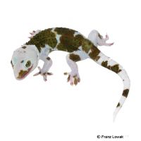 Tokay Gecko-Pied (Gekko gecko)