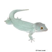 Tokay Gecko-Powder Blue (Gekko gecko)
