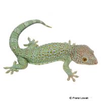 Tokay Gecko-Powder Blue Red Spotted (Gekko gecko)