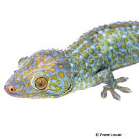 Tokay Gecko-Psychedelic (Gekko gecko)