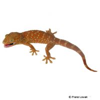 Tokay Gecko-Super Red (Gekko gecko)