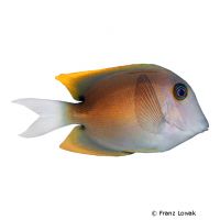 Tomini Surgeonfish (Ctenochaetus tominiensis)
