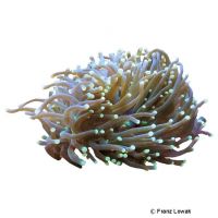 Torch Coral (LPS) (Euphyllia glabrescens)