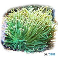 Torch Coral Neon Green (LPS) (Euphyllia glabrescens 'Neon Green')