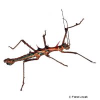 Touch Me Not Stick Insect (Epidares nolimetangere)