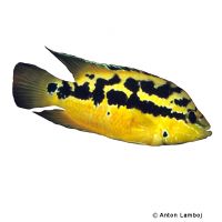 Tricolour Cichlid (Trichromis salvini)