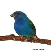 Tricoloured Parrotfinch (Erythrura tricolor)