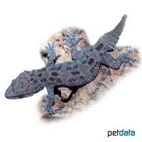 Tropical House Gecko (Hemidactylus mabouia)