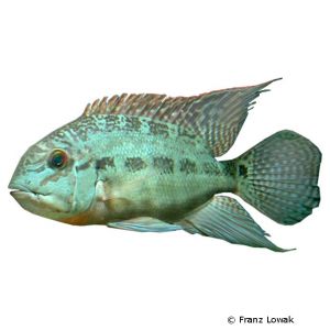 True Parrot Cichlid (Hoplarchus psittacus) - Pet Wiki