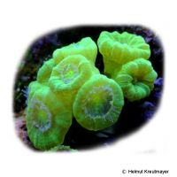 Trumpet Coral Neon Green (LPS) (Caulastraea furcata 'Neon Green')