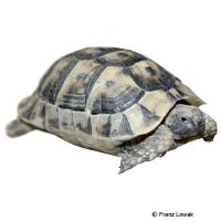 Tunisian Spur-thighed Tortoise (Testudo graeca nabeulensis)