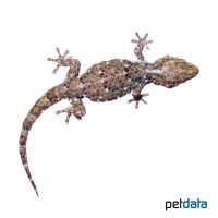 Turner’s Thick-toed Gecko (Chondrodactylus turneri)