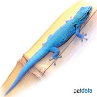 Turquoise Dwarf Gecko (Lygodactylus williamsi)