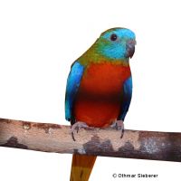 Turquoise Parrot Redbreast (Neophema pulchella)
