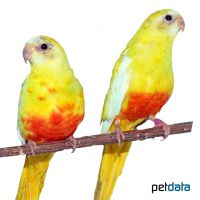 Turquoise Parrot Yellow (Neophema pulchella)