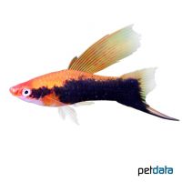 Tuxedo Red Highfin Swordtail (Xiphophorus hellerii var.)