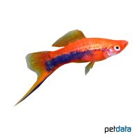 Tuxedo Red Swordtail (Xiphophorus hellerii var.)