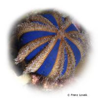 Tuxedo Urchin (Mespilia globulus)
