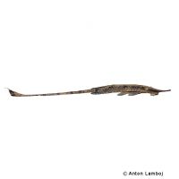 Twig Catfish (Farlowella acus)
