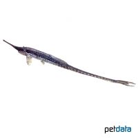 Twig Catfish (Farlowella platorynchus)