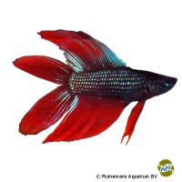 Twintail Betta (Betta splendens 'Twintail')