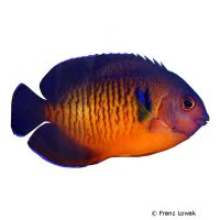 Twospined Angelfish (Centropyge bispinosa)