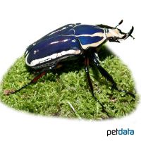 Uganda Flower Beetle (Mecynorhina torquata ugandensis)