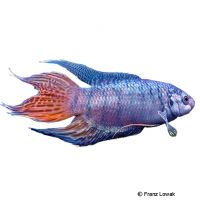 Ultra Blue Paradise Fish (Macropodus opercularis 'Ultra Blau')