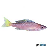 Utinta Fluorescent (Cyprichromis leptosoma 'Utinta')
