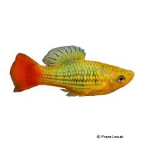 Variable Platy ♂ (Xiphophorus variatus ♂)