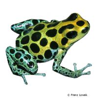 Variable Poison Frog (Ranitomeya variabilis)