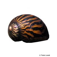 Variegated Nerite (Vittina variegata)