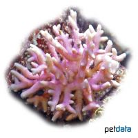 Velvet Branch Coral (SPS) (Montipora stellata)
