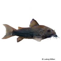 Venezuela Black Cory (Corydoras sp. 'Venezuela Black')