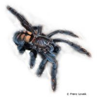 Venezuelan Sun Tiger Tarantula (Psalmopoeus irminia)