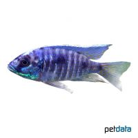 Verduy's Cichlid (Copadichromis verduyni)