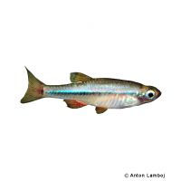 Vietnamese White Cloud Minnow (Tanichthys micagemmae)