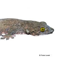 Voracious Four-clawed Gecko (Gehyra vorax)