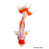 Wakin-Goldfish (Carassius auratus)
