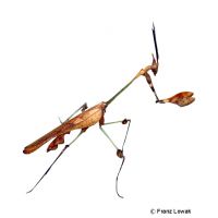 Wandering Violin Mantis (Gongylus gongylodes)