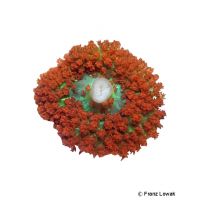 Warty Corallimorpharian (Rhodactis osculifera)
