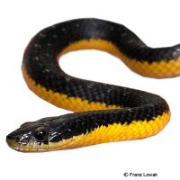 Water Snake (Erythrolamprus poecilogyrus)