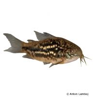 Wavy Catfish (Corydoras undulatus)